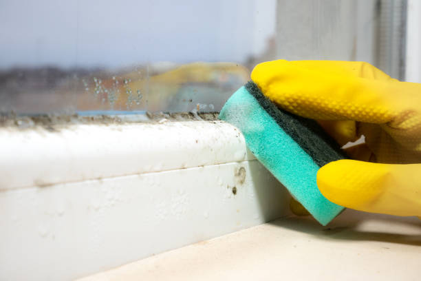 Office Mold Removal Services in La Follette, TN