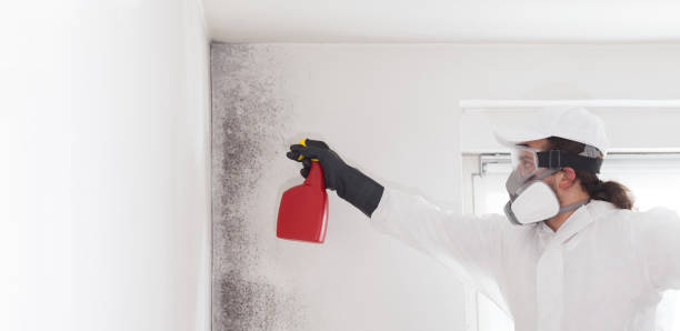 Certified Mold Removal in La Follette, TN