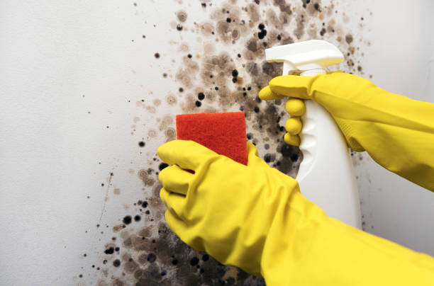 Best Toxic Mold Removal  in La Follette, TN