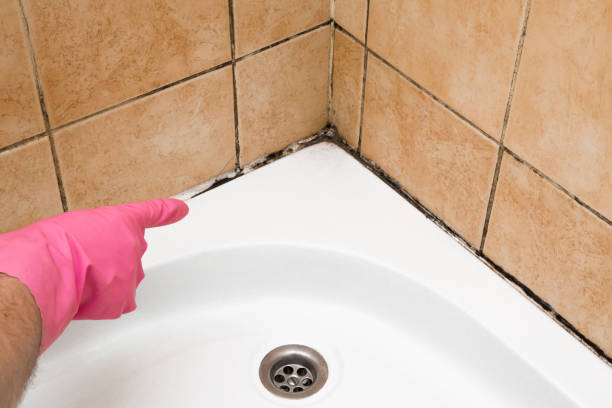 Best Residential Mold Removal  in La Follette, TN